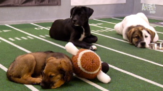 Illustration for article titled Your Obligatory, Adorable Puppy Bowl VII Highlights
